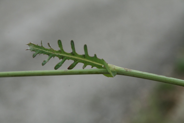 Reichardia picroides / Grattalingua comune