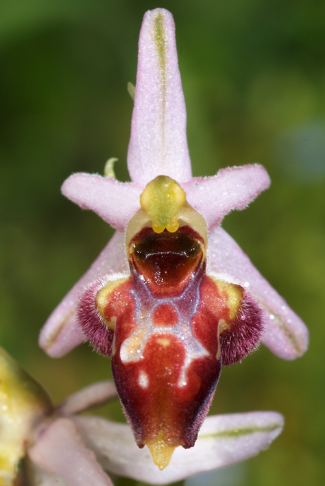 ophrys da determinare 2