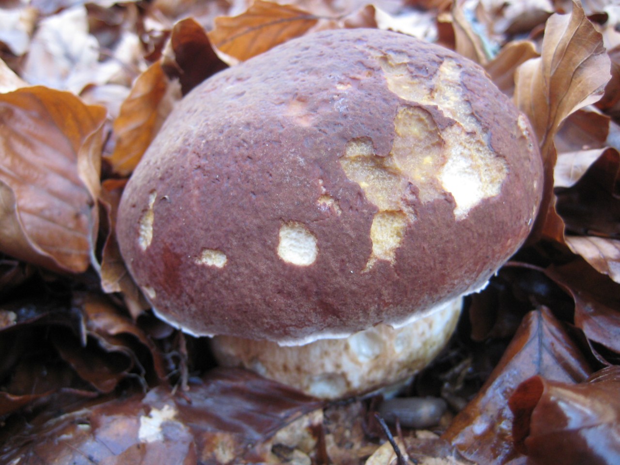 boletus phinophillus con effetti grandigeni