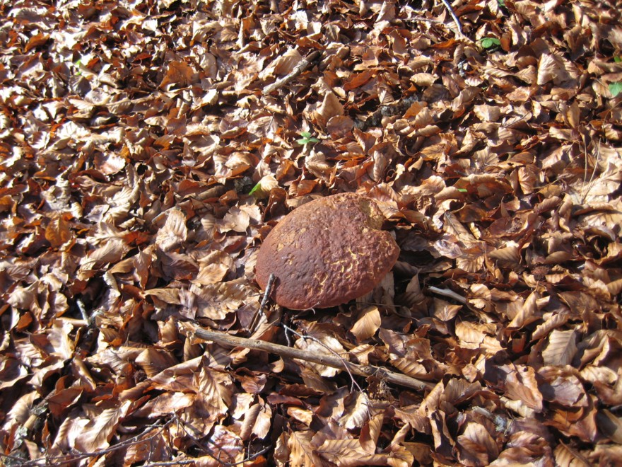 boletus phinophillus con effetti grandigeni