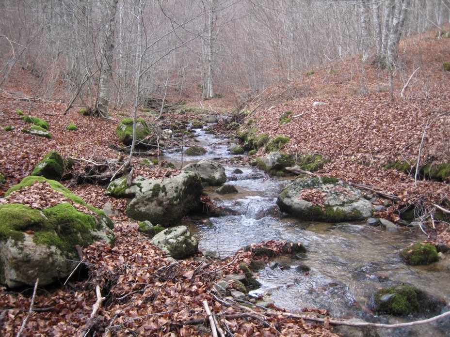 boletus phinophillus con effetti grandigeni