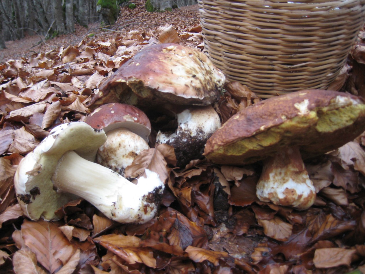 boletus phinophillus con effetti grandigeni