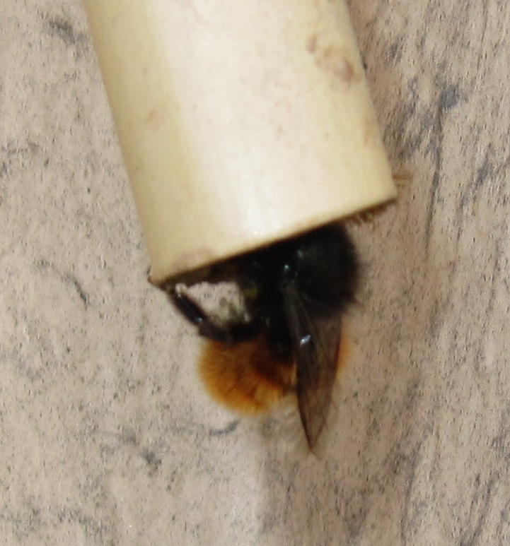 Osmia cornuta