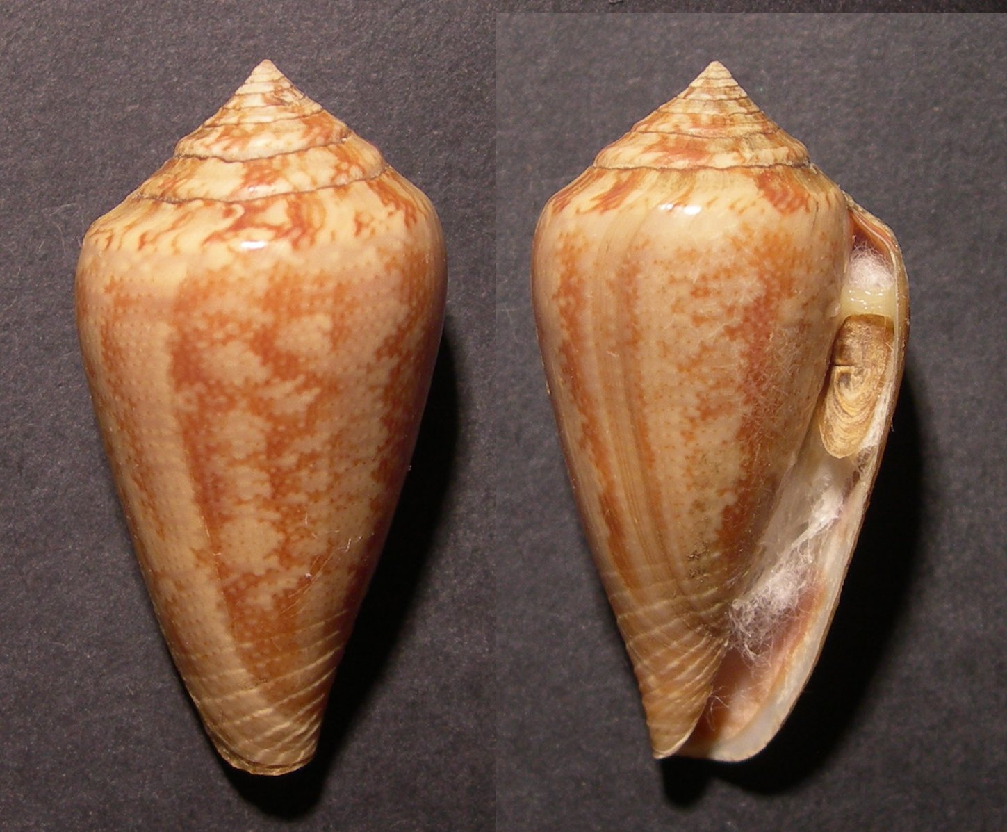 Conus mediterraneus