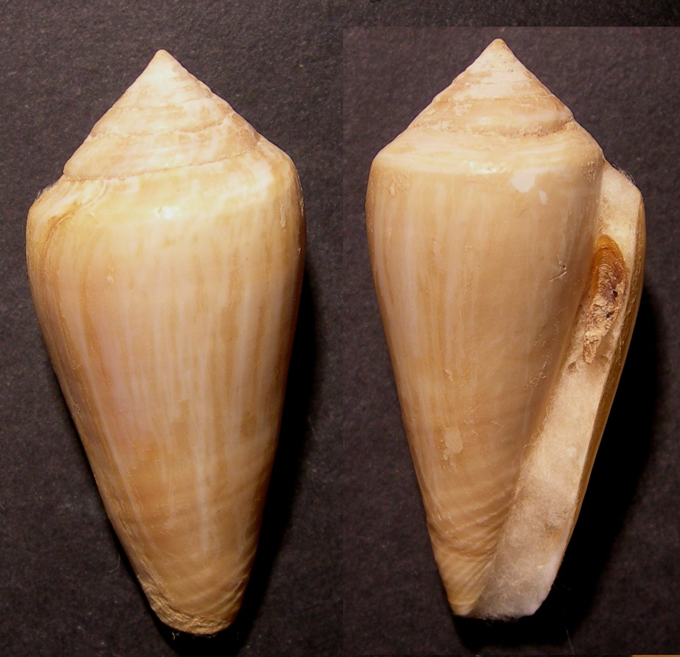 Conus mediterraneus