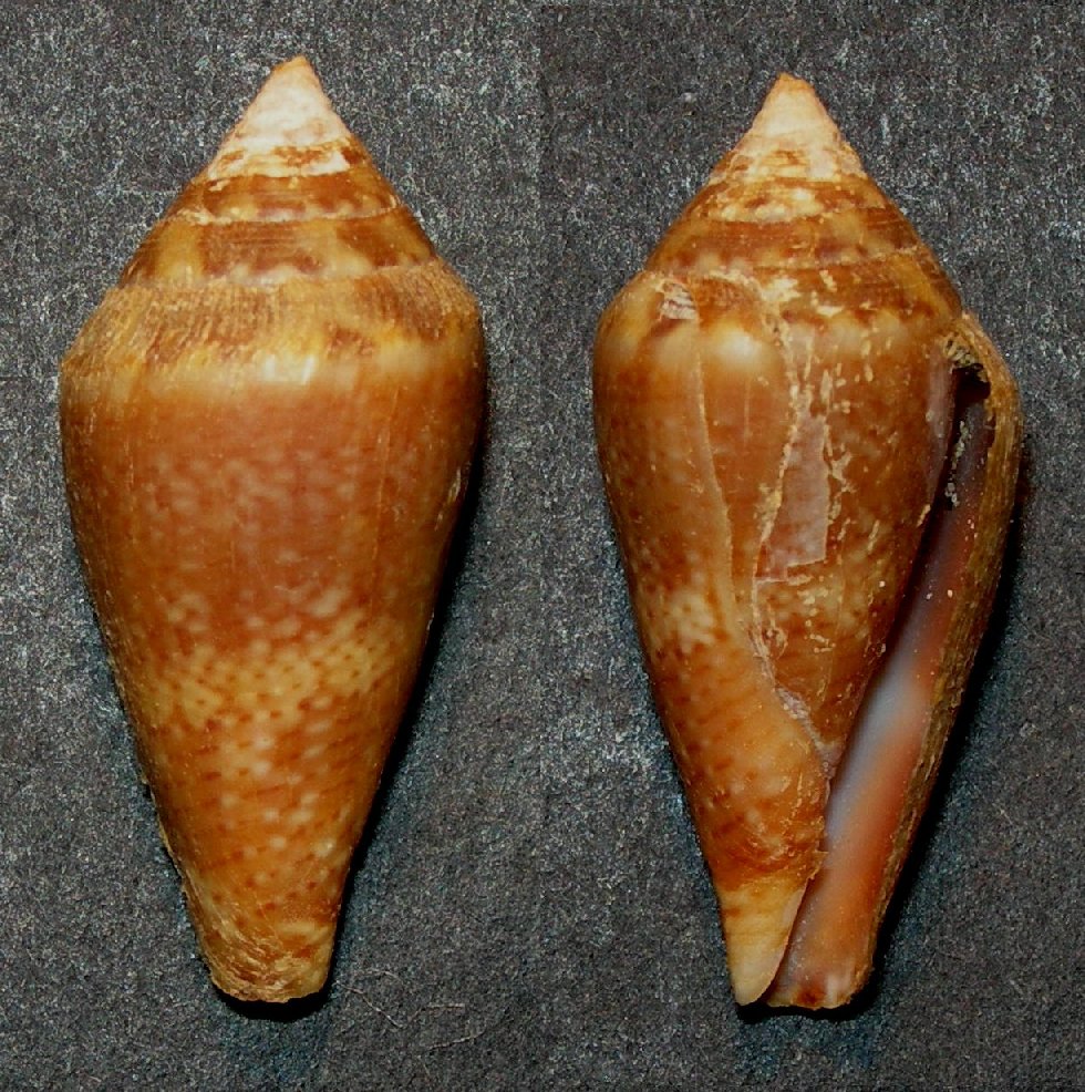 Conus mediterraneus