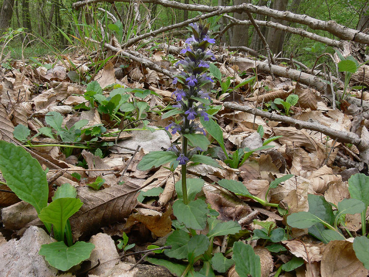 Ajuga reptans / Iva comune