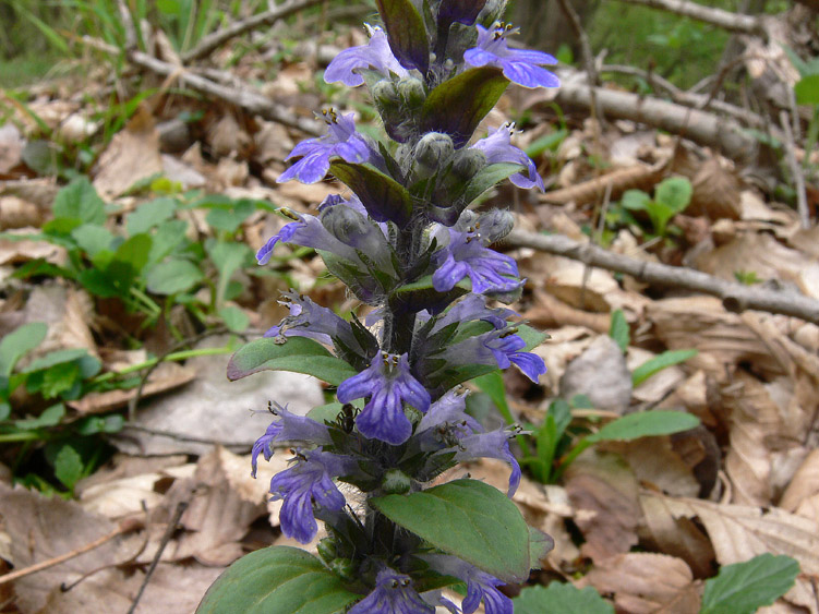 Ajuga reptans / Iva comune