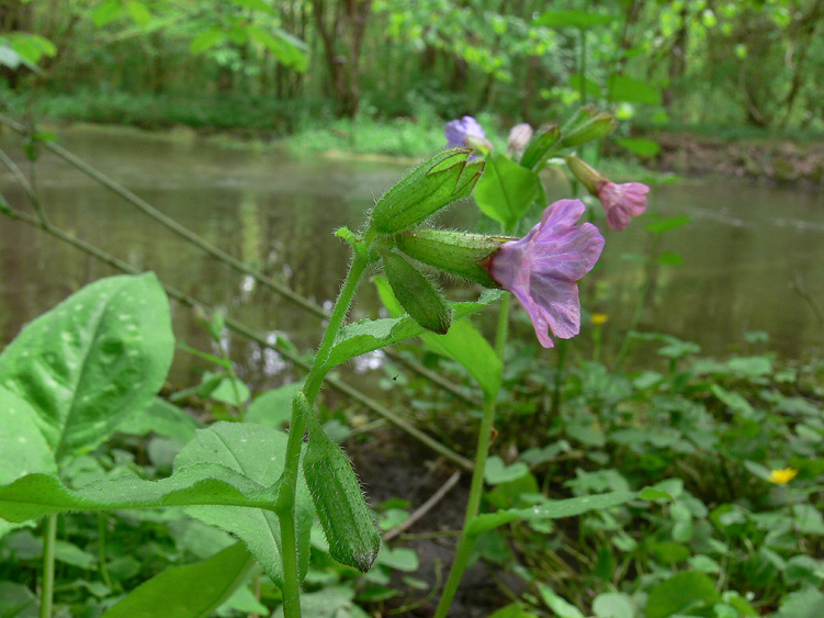 Pulmonaria officinalis