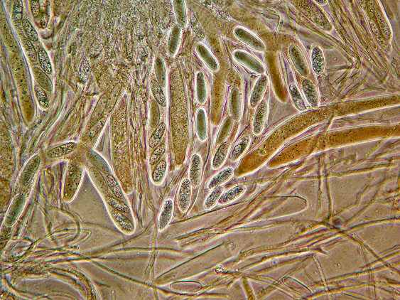 Lachnellula occidentalis (G.G. Hahn & Ayers) Dharne