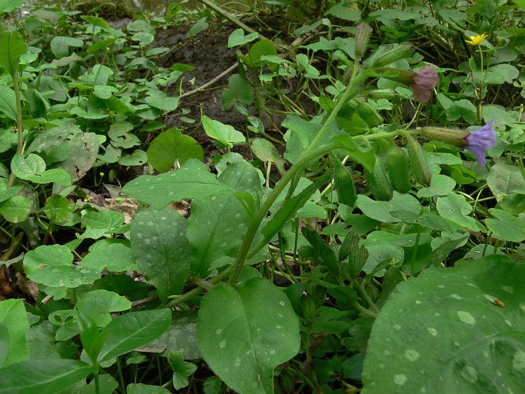 Pulmonaria officinalis