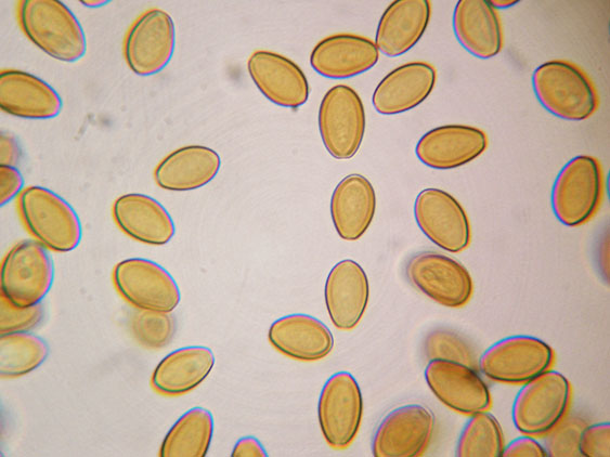 Singolo carpoforo da determinare (cfr. Agrocybe praecox)