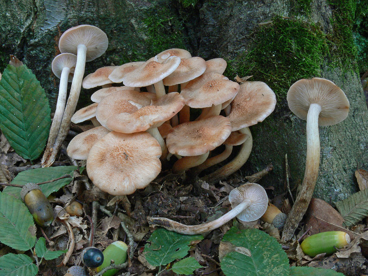 Armillaria tabescens