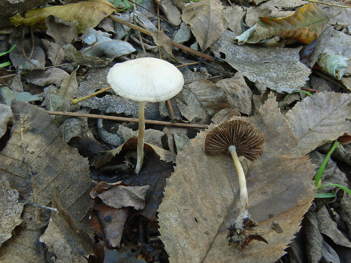 Psathyrella da determinare