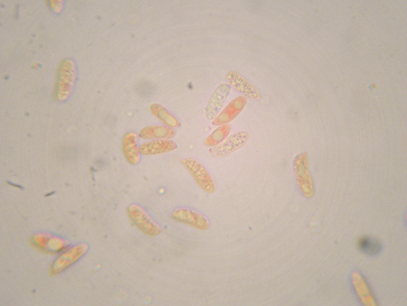 Aphyllophorales a 1500 metri di quota