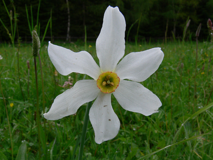 Narcissus poticus
