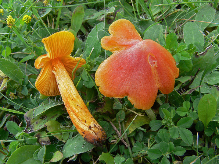 Hygrocybe