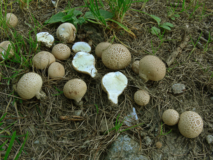 Lycoperdon nigrescens