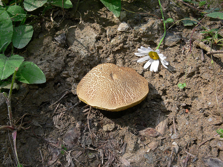 Ricordo di un''estate