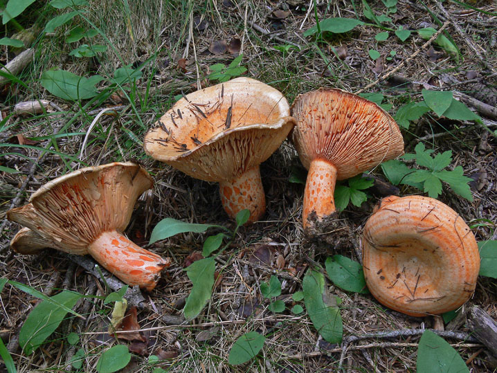 Alcuni Lactarius sulle Alpi Cozie