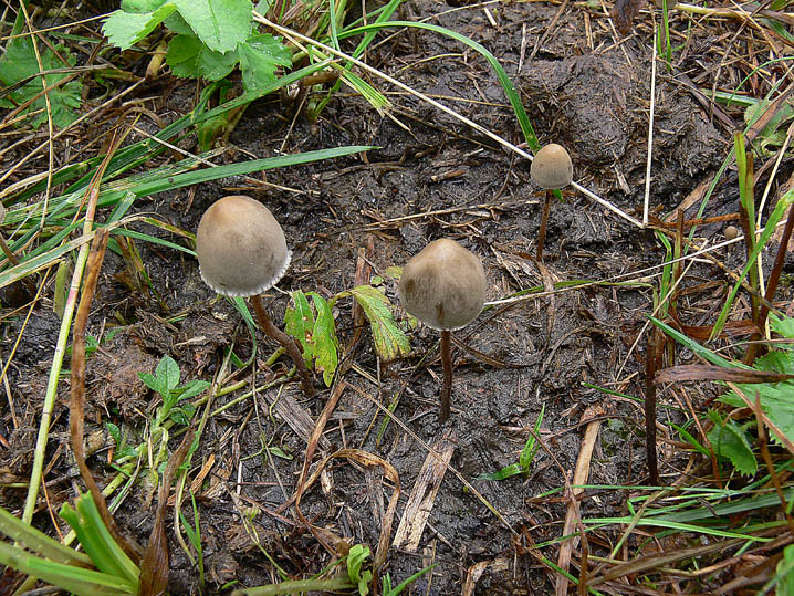 Panaeolus papilionaceus var. papilionaceus (Bull.) Qul