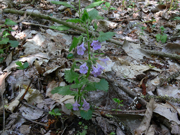 Glechoma hederacea