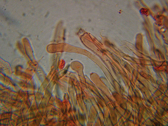 Aphyllophorales a 1500 metri di quota