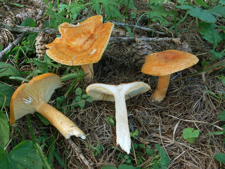 Alcuni Lactarius sulle Alpi Cozie