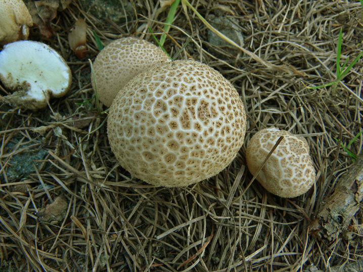 Lycoperdon nigrescens