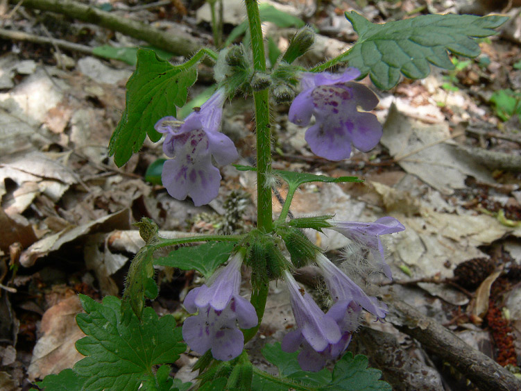 Glechoma hederacea