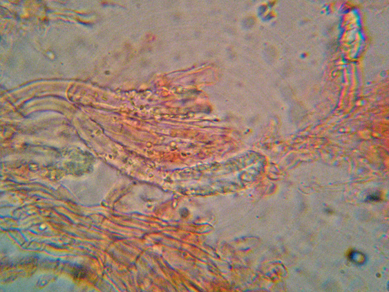 Aphyllophorales sotto la corteccia?