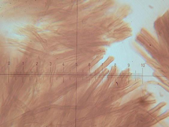 Phellinus pseudopunctatus A. David, Dequatre & Fiasson