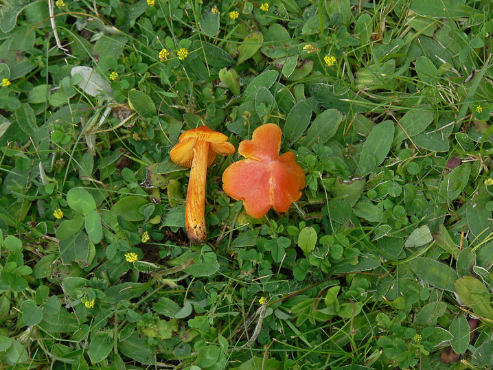 Hygrocybe