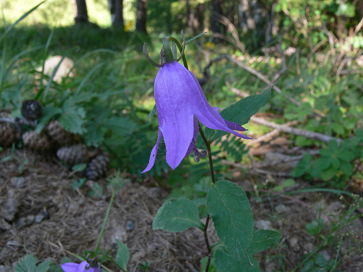 Campanula latifolia