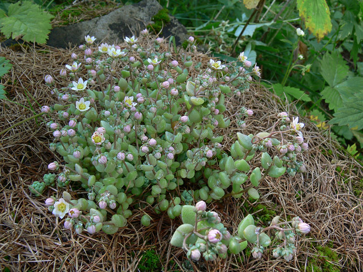 Sedum dasyphyllum / Borracina cinerea