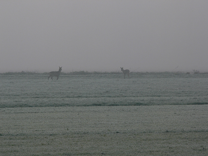 La pianura..........la nebbia.........