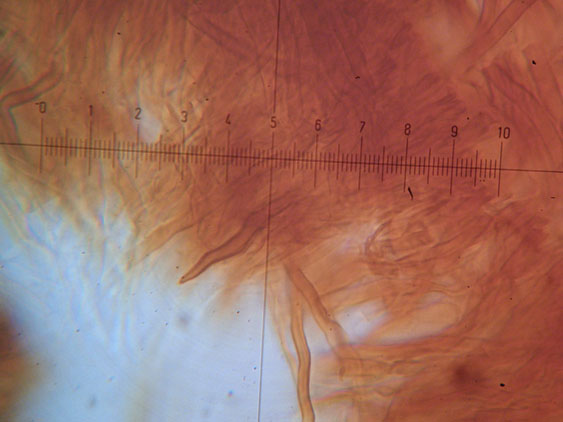 Phellinus pseudopunctatus A. David, Dequatre & Fiasson