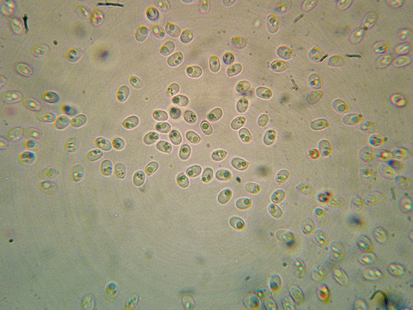 Aphyllophorales a 1500 metri di quota