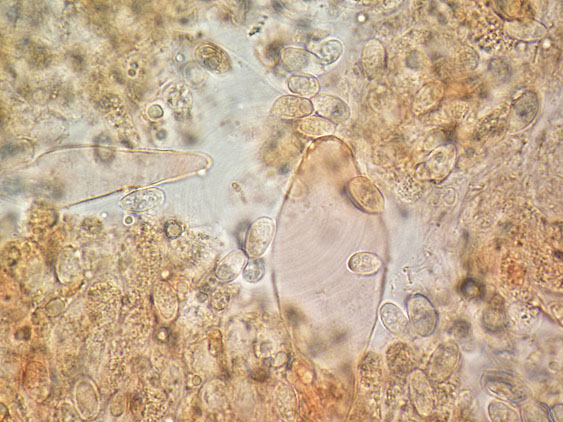 Melanoleuca da determinare