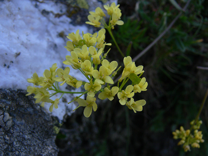 Biscutella laevigata