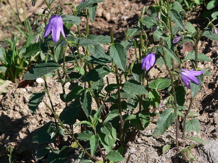 Campanula latifolia