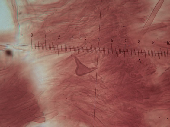 Phellinus pseudopunctatus A. David, Dequatre & Fiasson