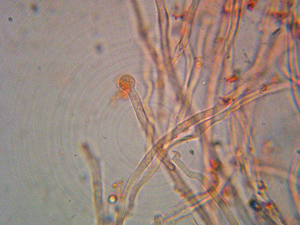 Aphyllophorales a 1500 metri di quota