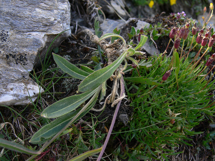 Biscutella laevigata