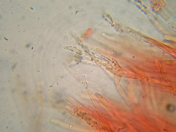 Aphyllophorales quiz (Schizopora flavipora)