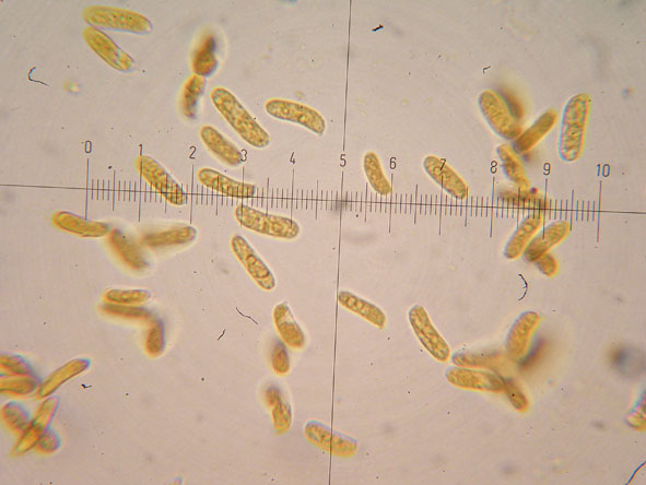 Aphyllophorales a 1500 metri di quota