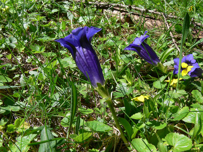 Gentiana acaulis L.