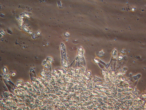 Melanoleuca da determinare