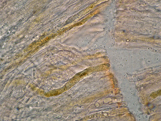 Probabile Stereum rugosum - foto 6656 (Stereum gausapatum)