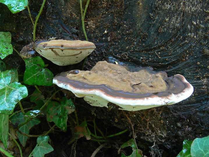 Il contesto di un Ganoderma (Ganoderma adspersum)